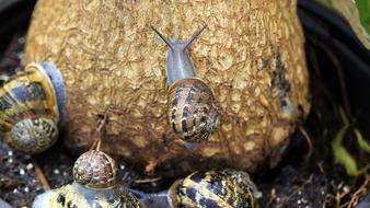 snails on fruit