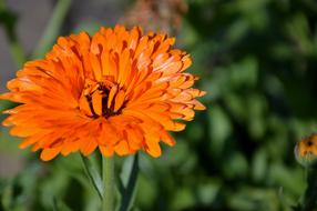orange is a beautiful flower