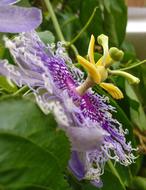 Flower Passion