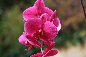 Flower Nature Flora