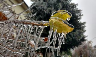 leaves ice cold
