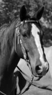 Black and white photo with portrait of the beautiful and cute horse, near the plants