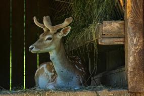 Fallow Deer Damm Wild Forest