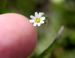 white flower finger