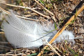 Nature white feather macro blur