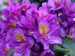 Rhododendron Flower Garden