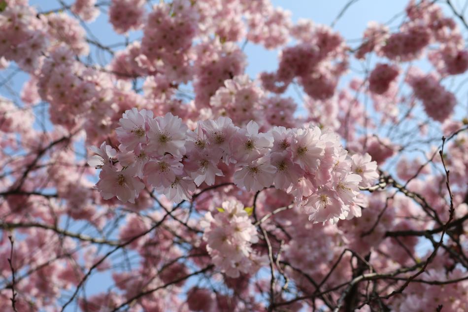 Cherry Blossom Landscape Format