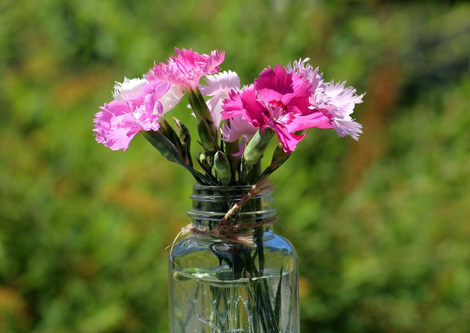 Cloves Flowers Pink Small