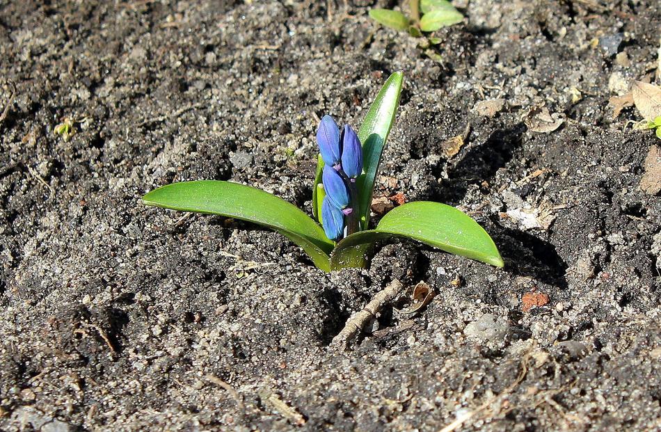 a green flower in the ground