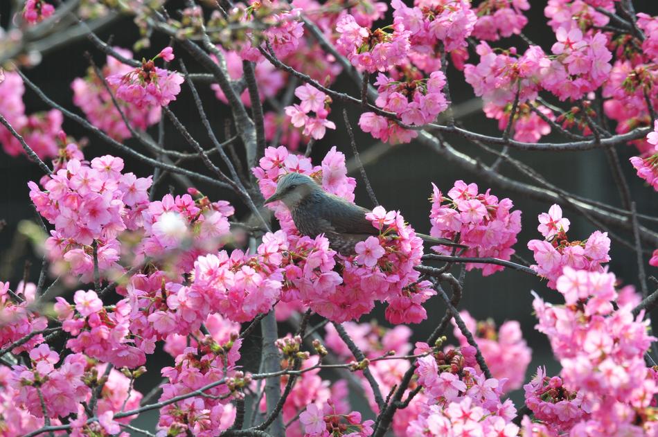sakura in the city
