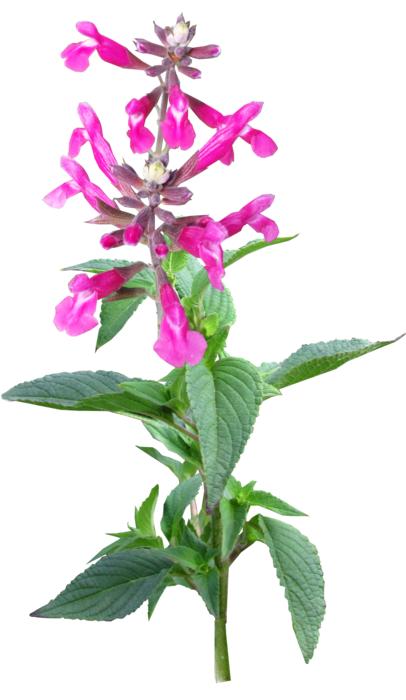 Flower Stem Plant