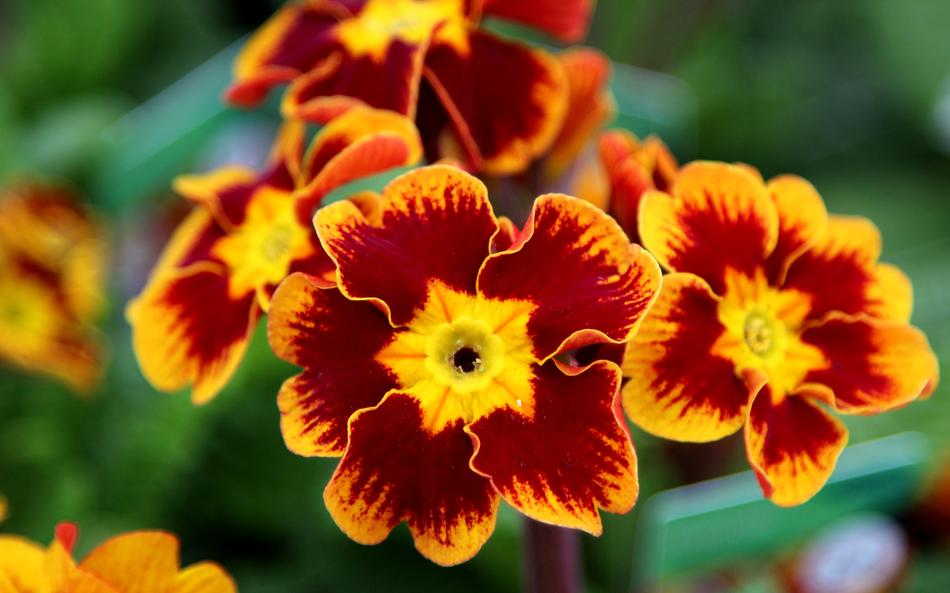 Flower Flora Garden