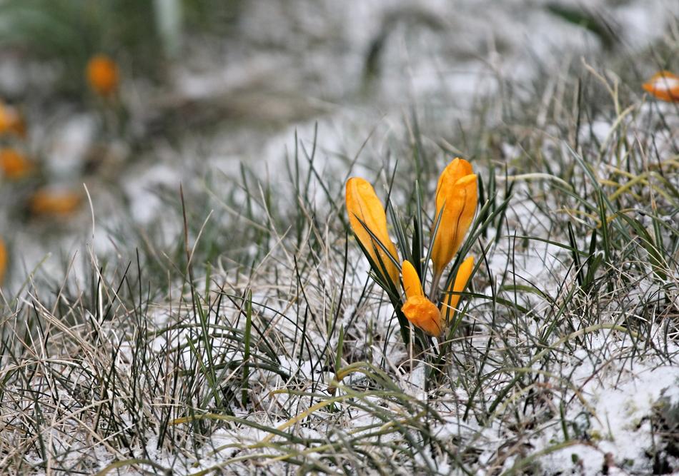 Crocus Yellow Bud