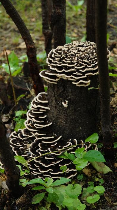 Nature Wood Outdoors