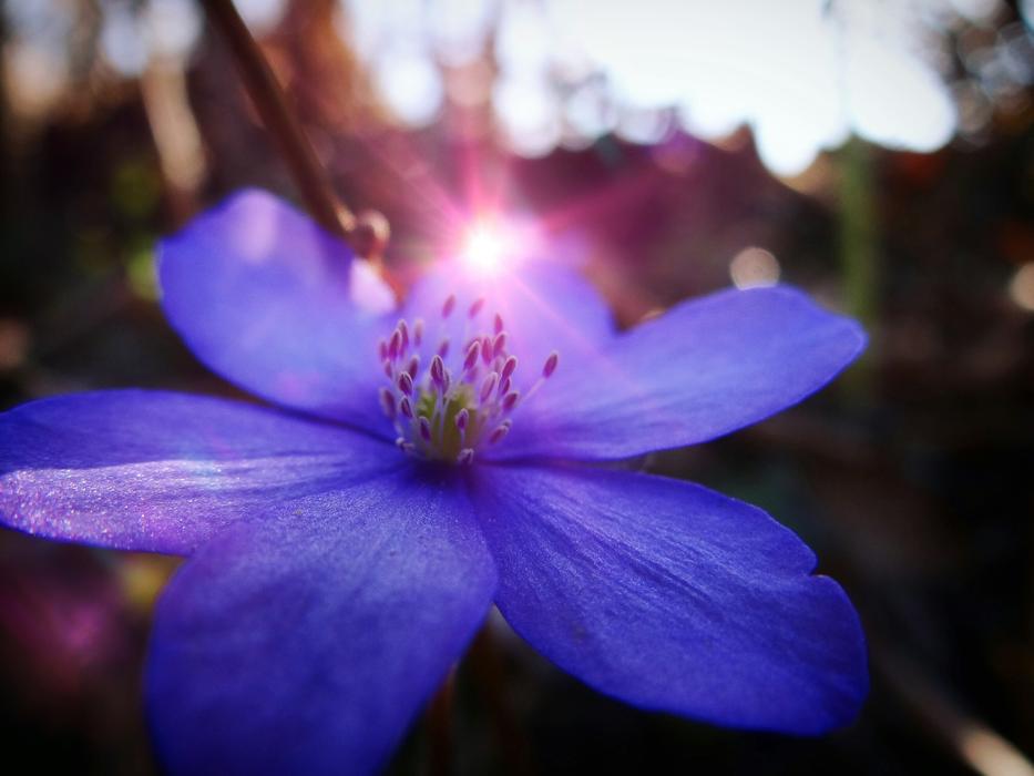 Flower Nature Summer