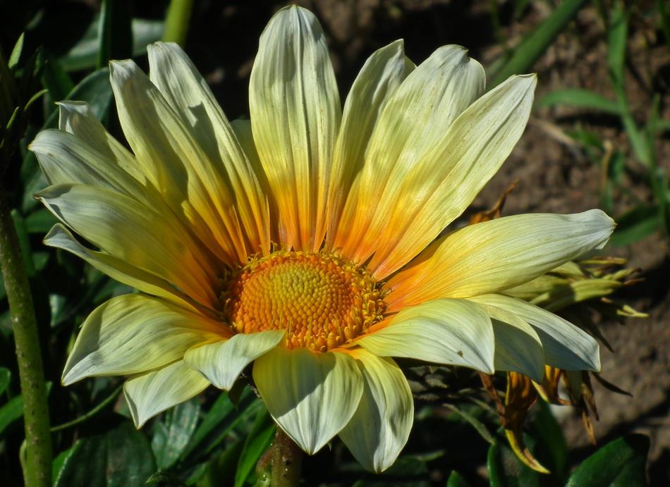Nature Plant Summer
