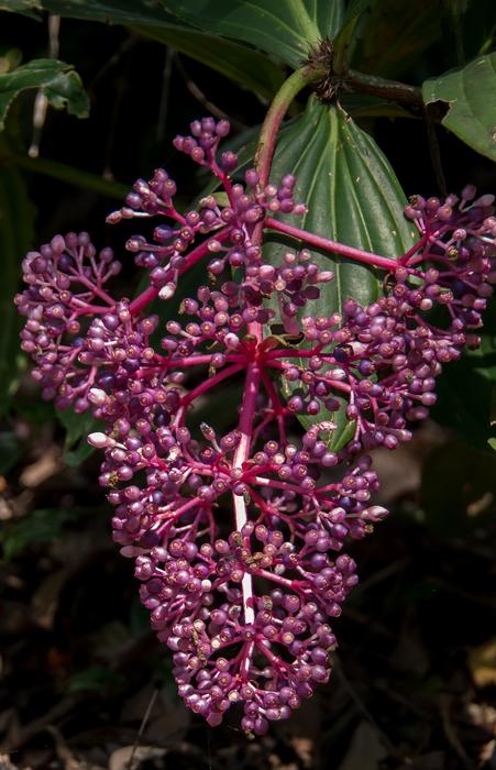 Flowers Malaysian Orchid Medinilla myriantha
