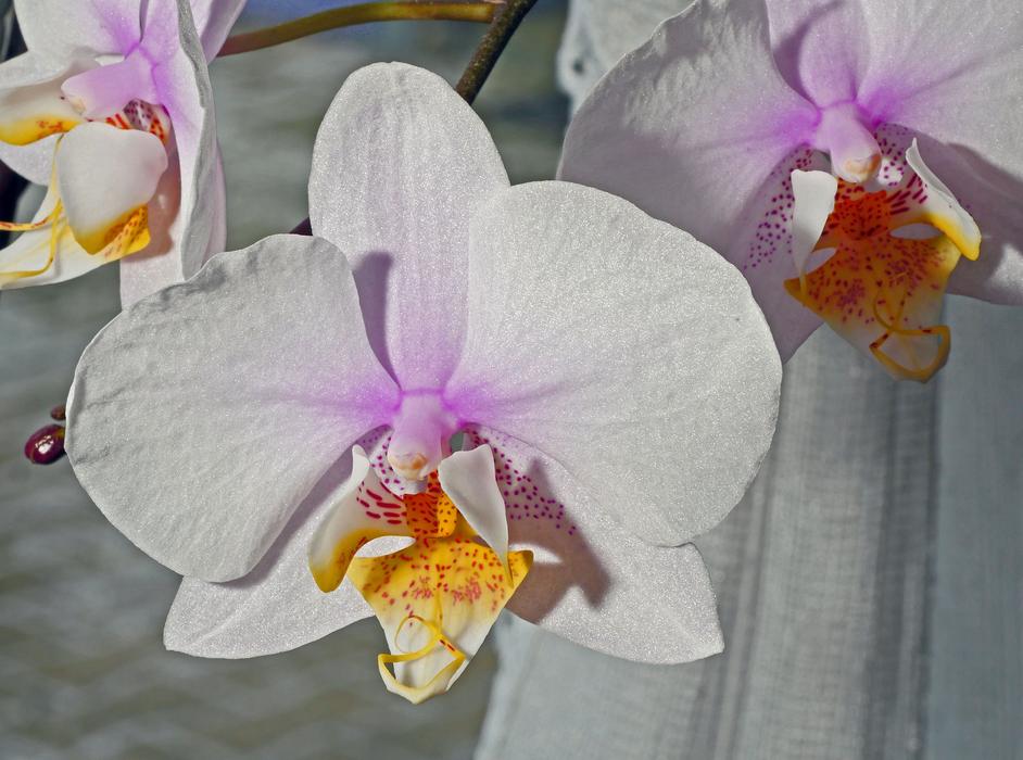 Orchid Flower White Pink