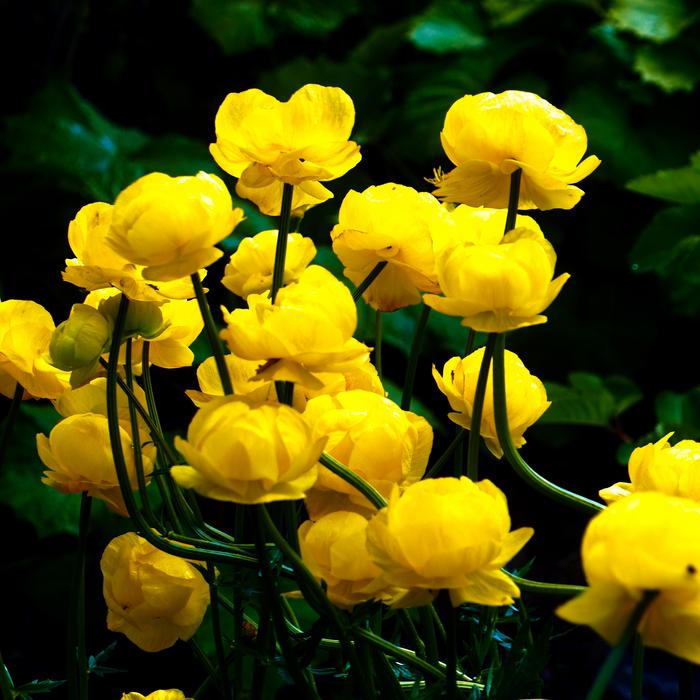 Flower Plant Nature