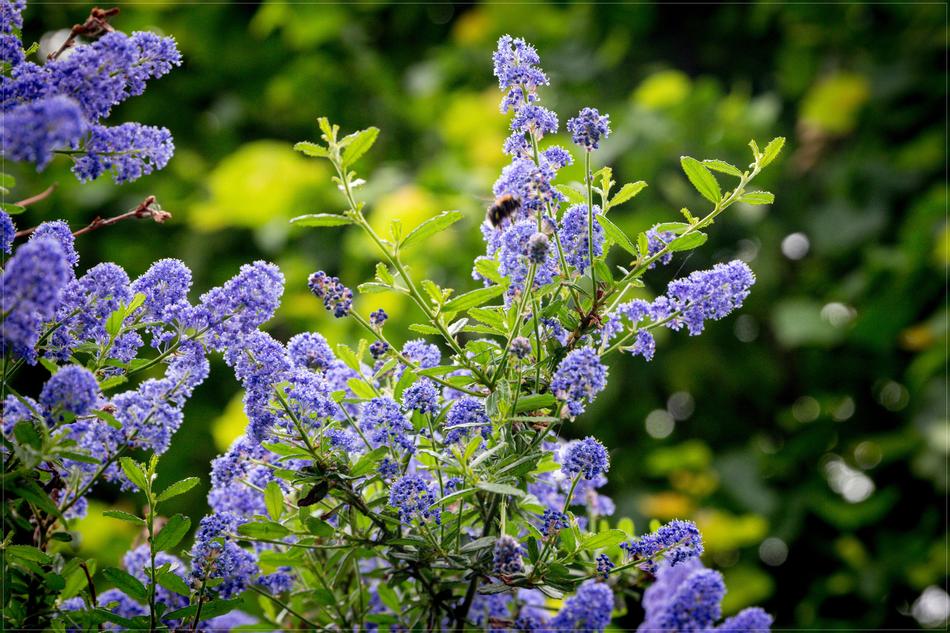 Spring Purple Green