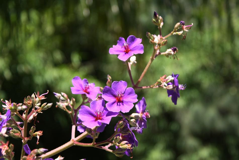 Flower Plant Nature