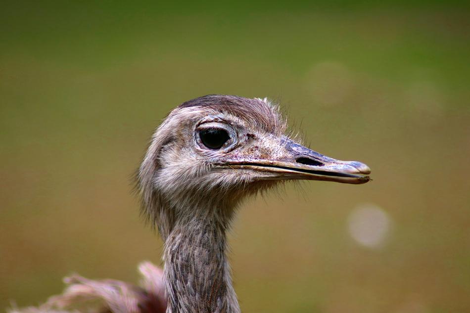 Animal Bird Nature