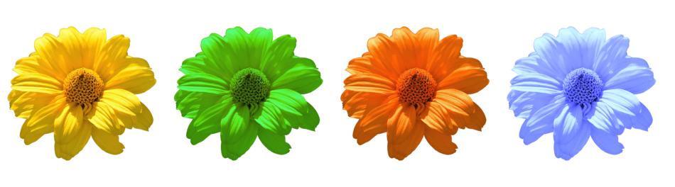 bright flowers on a white landscape background