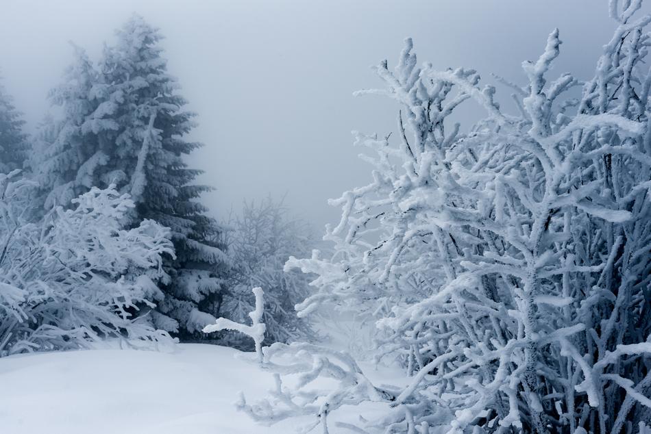 Snow Winter Frost