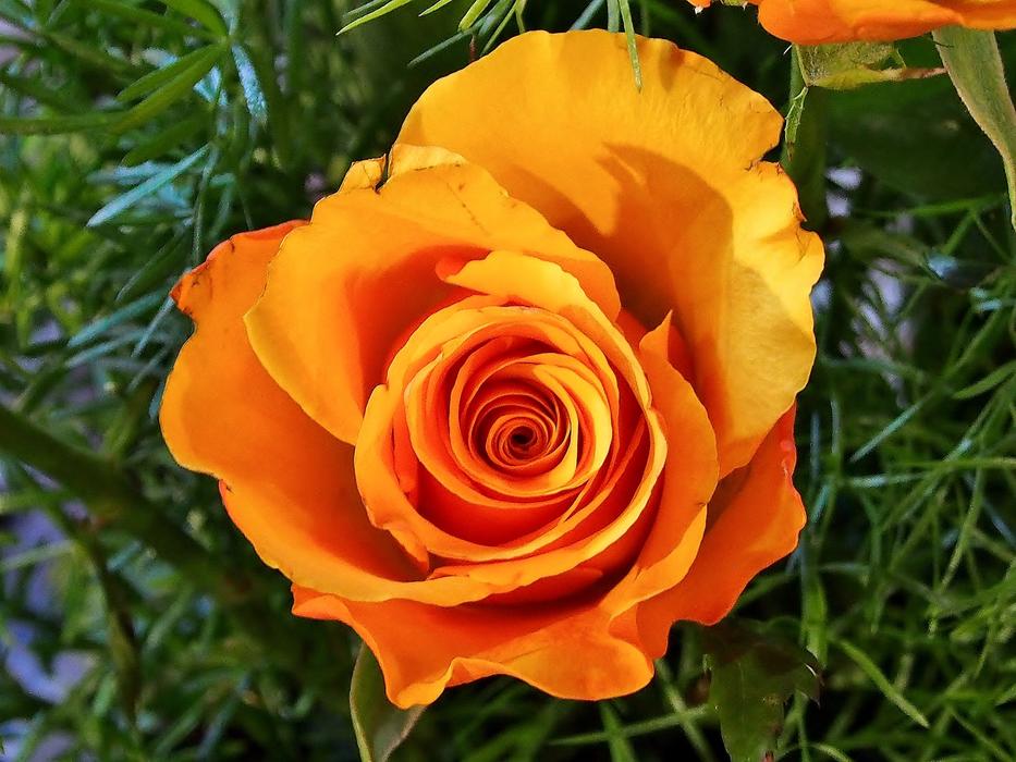 Nature Flower Plant