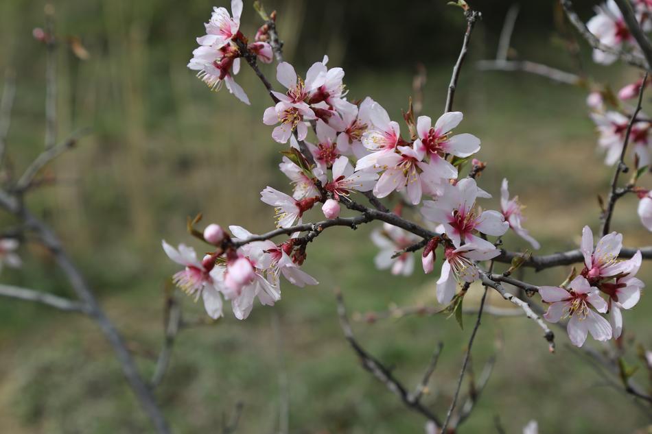 sakura on a branch landscape