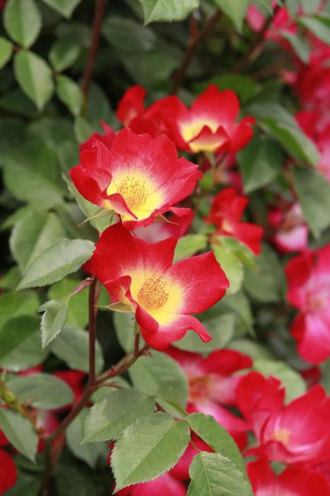 Rose Flowers Nature