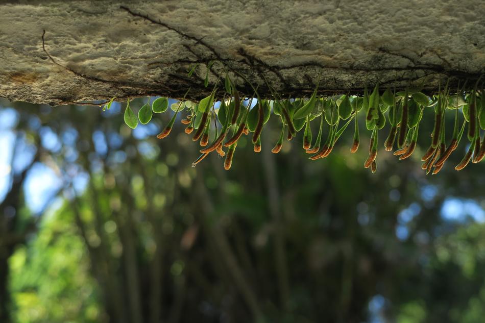 Nature Background Plant