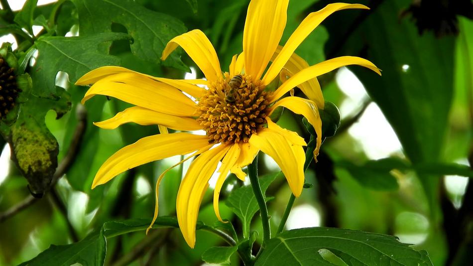 Nature Flora Summer