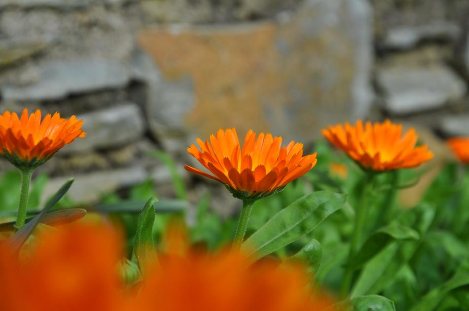 Flower Orange Blossom