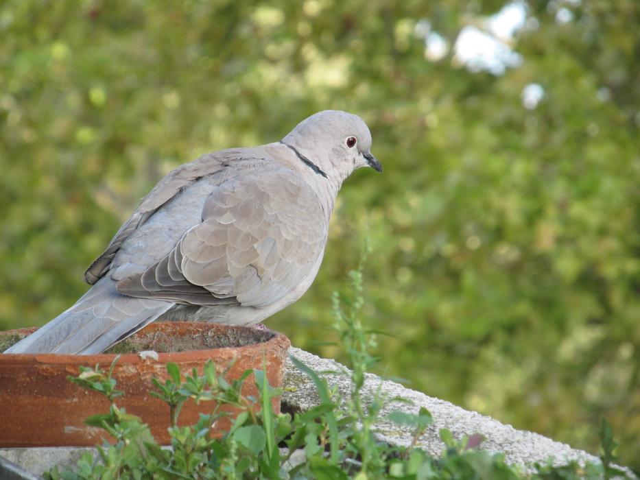 Nature Bird Wildlife