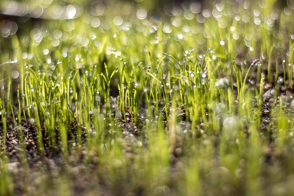 Grass Sun Rosa In The