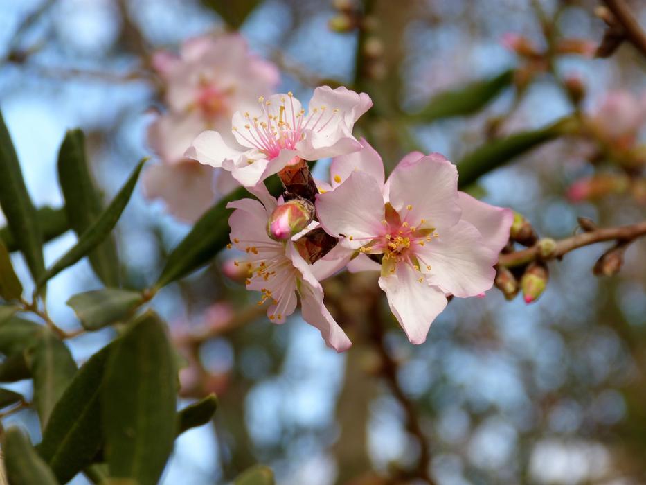 Flower Branch Plant