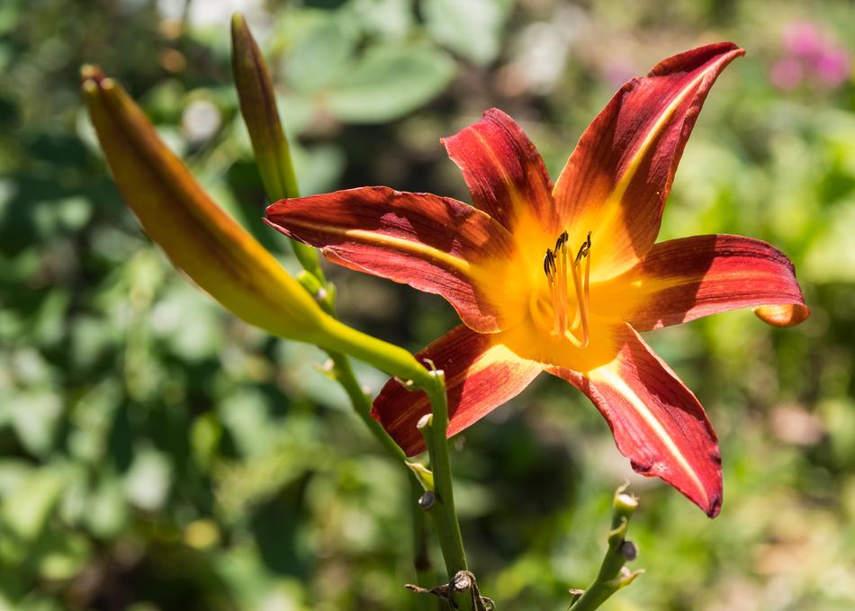 Nature Flower