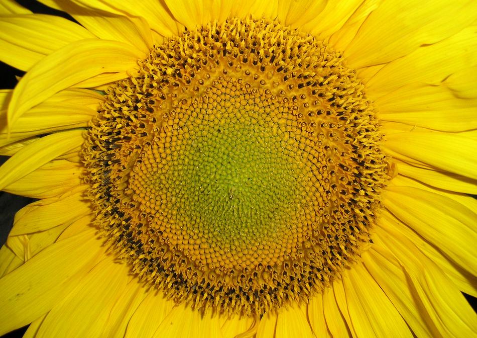 Sunflower Plant Flower