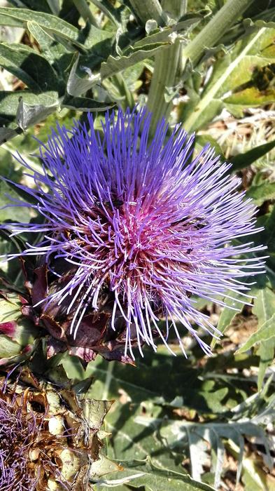 Artichoke Composites Blossom