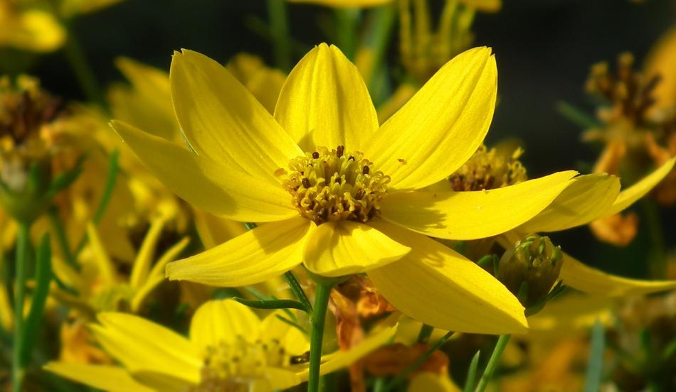 Nature Flower Yellow