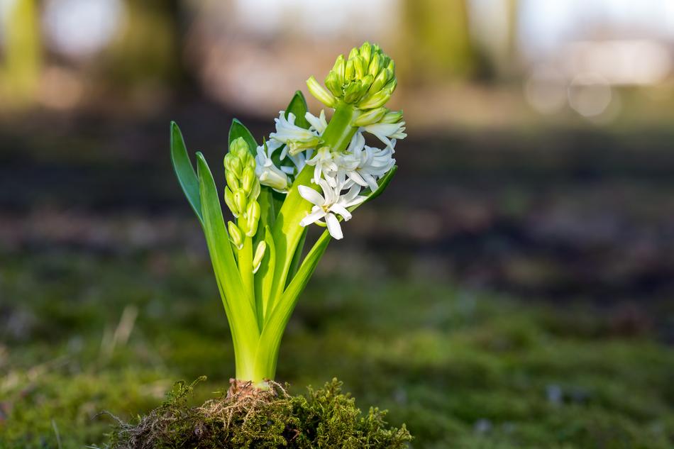 Nature Plant