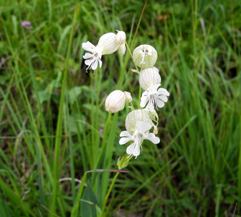 white delightful flowers in the grass