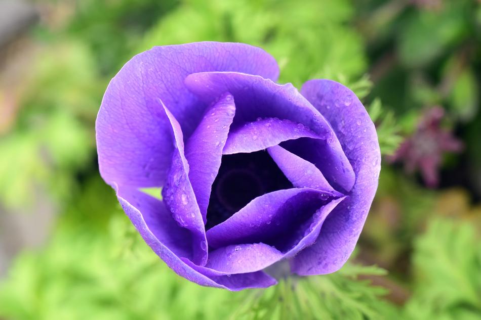 Poppy Blue Blossom
