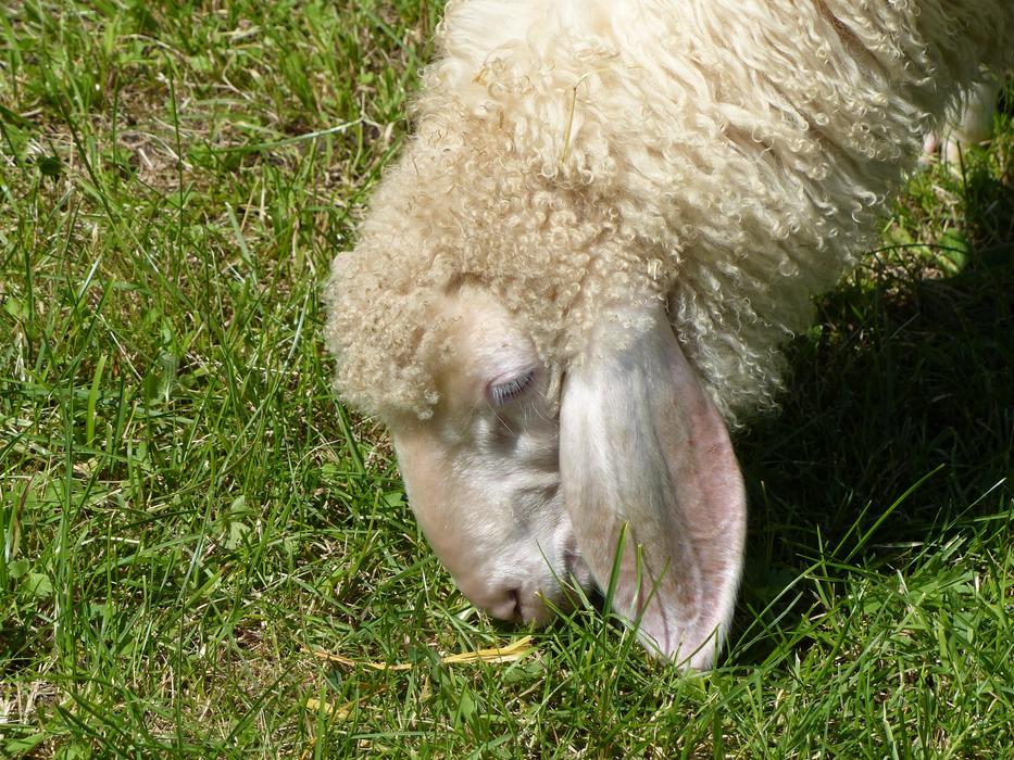 Grass Nature Animal