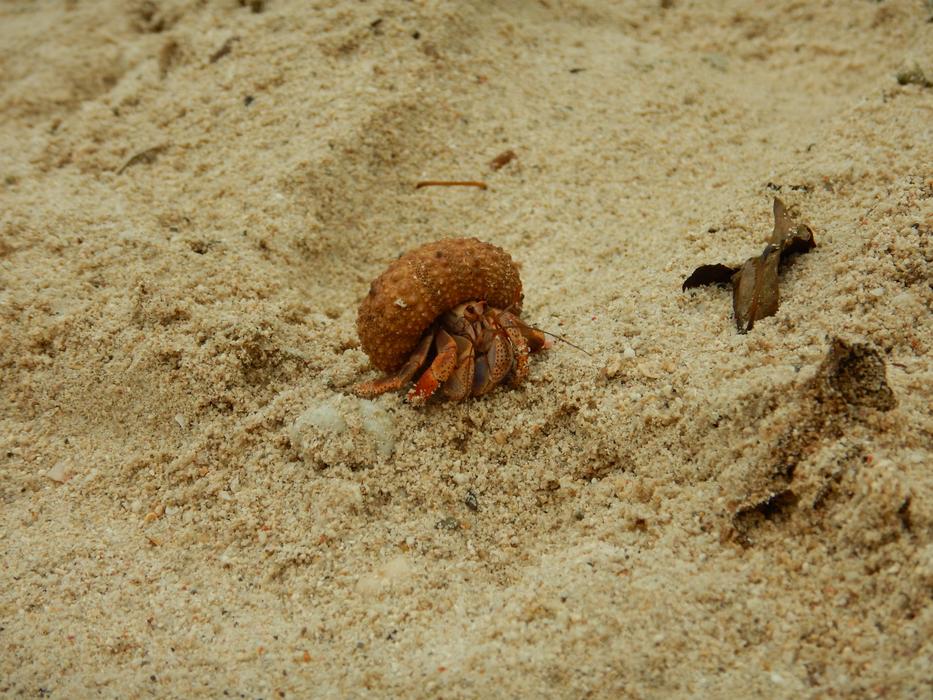 Sand Nature Beach