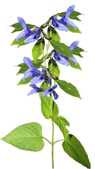 Flower Blue Stem