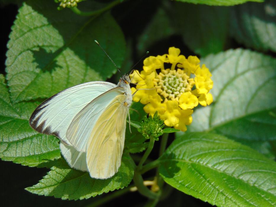 Butterfly Spring Floral
