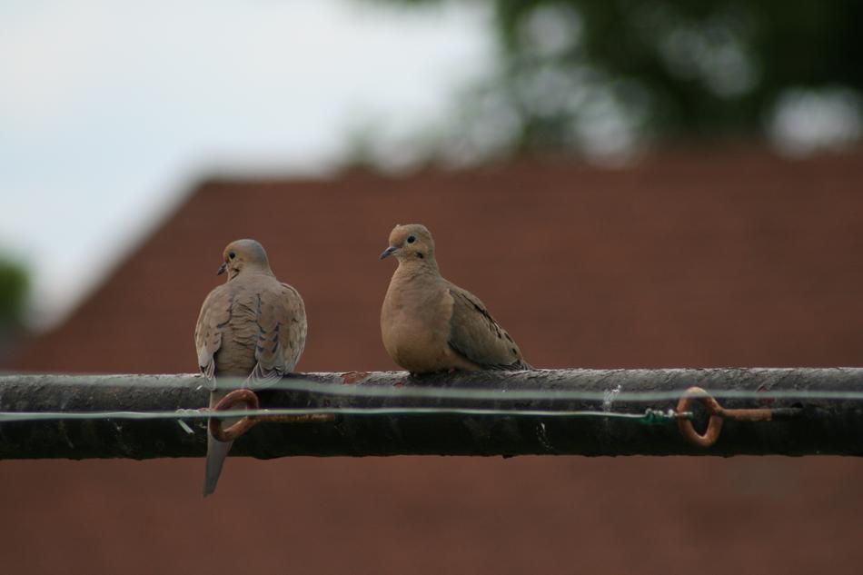 Nature Bird Outdoors