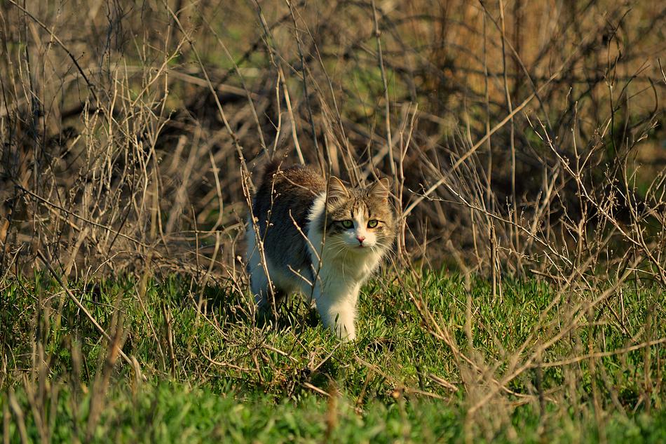 Living Nature Animals